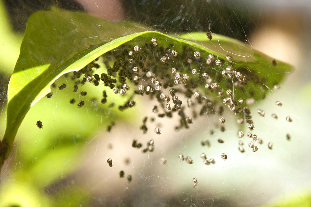 Garden orb-weaver spiderlings (Eriophora sp.) under leaf, Hopkins Creek, New South Wales, Australia, Pacific