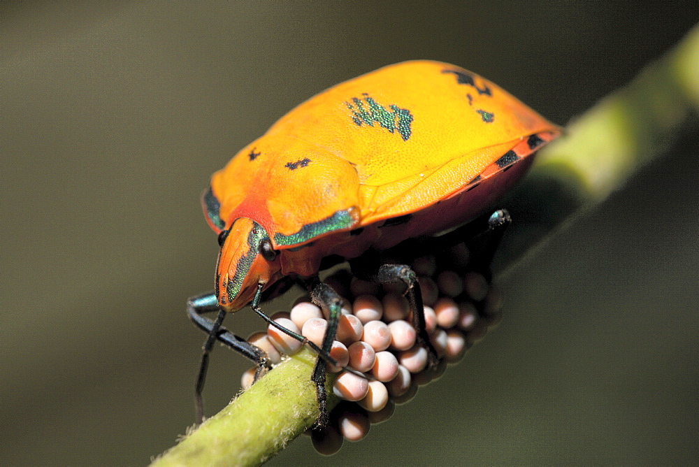 Female cotton harlequin Bug (Tectocoris diophthalmus) guarding her eggs on Coastal Hibiscus, Fingal Heads, New South Wales, Australia, Pacific