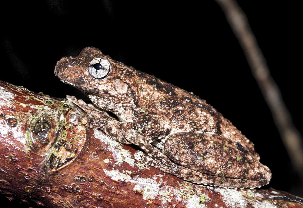 Peron's tree frog (Litoria peronii) on branch, Hopkins Creek, New South Wales, Australia, Pacific