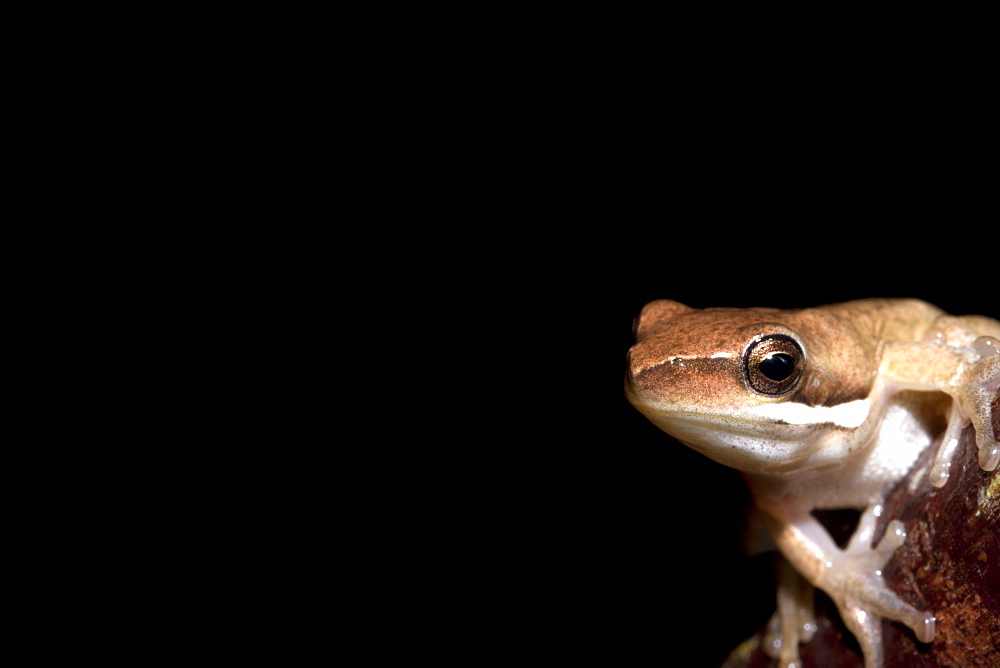 Juvenile bleating tree frog (Litoria dentata), Hopkins Creek, New South Wales, Australia, Pacific