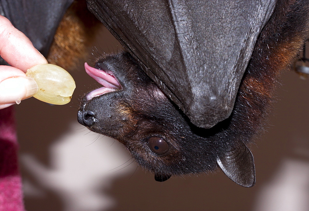 Female black flying-fox (Pteropus alecto) in care following barbed wire entanglement, Hopkins Creek, New South Wales, Australia, Pacific