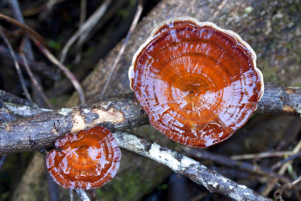 Fungi sp. (Microporus xanthopus) after rain, Couchy Creek Nature Reserve, New South Wales, Australia, Pacific