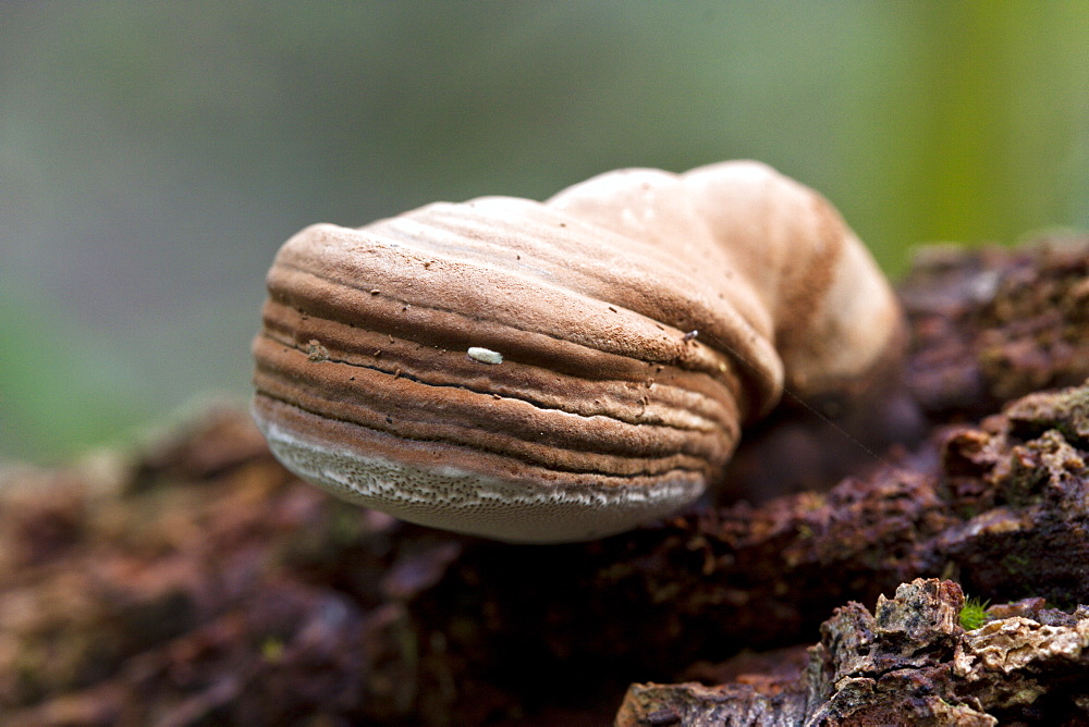 Emerging fungus on fallen log, Couchy Creek Nature Reserve, New South Wales, Australia, Pacific