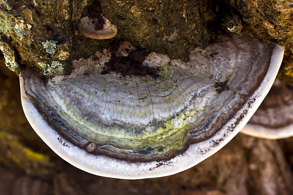 Fungi (Ganoderma applanatum) growing on live peach tree, Hopkins Creek, New South Wales, Australia, Pacific