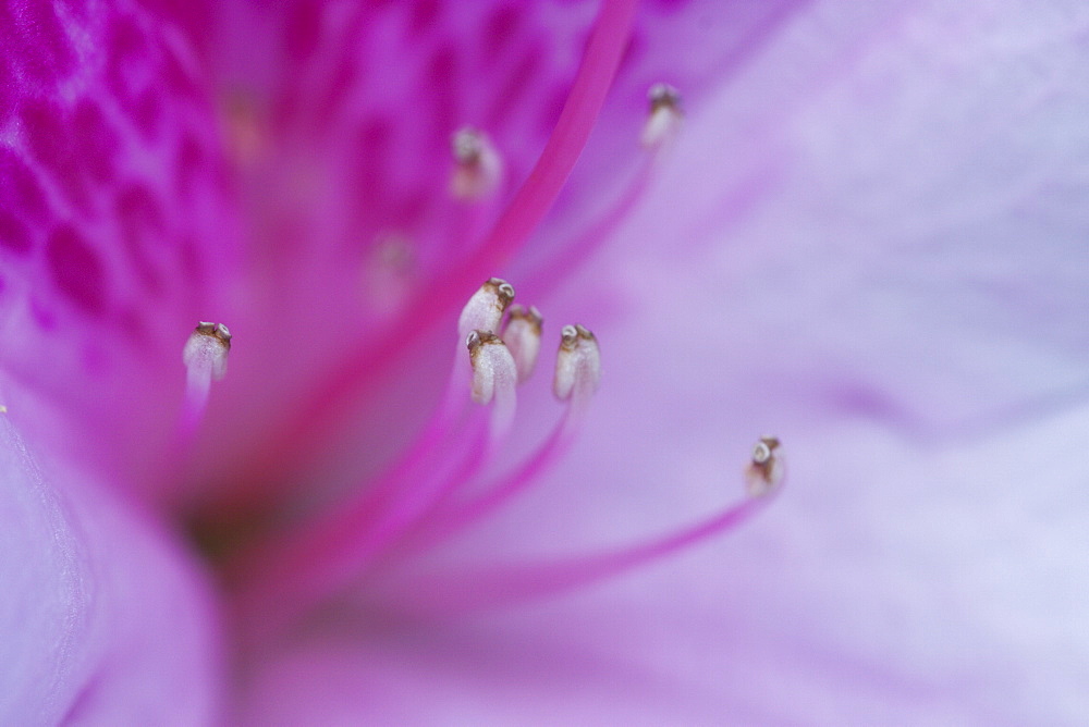 Pink azalea flower (Rhododendron sp.) close up, Hopkins Creek, New South Wales, Australia, Pacific