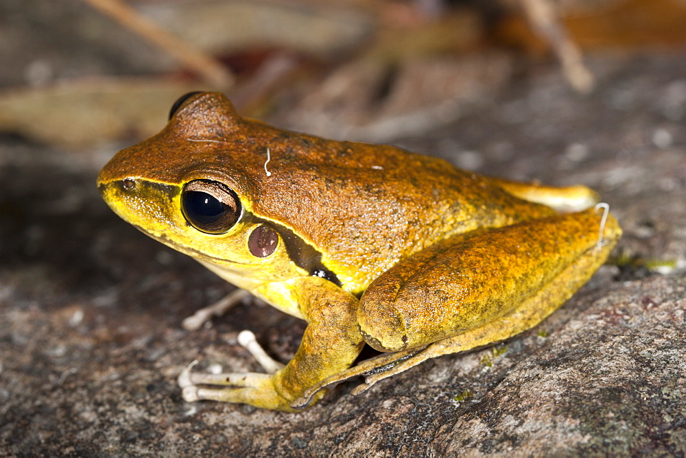 Juvenile Lesueur's frog (Litoria lesueuri) on rock, Hopkins Creek, New South Wales, Australia, Pacific