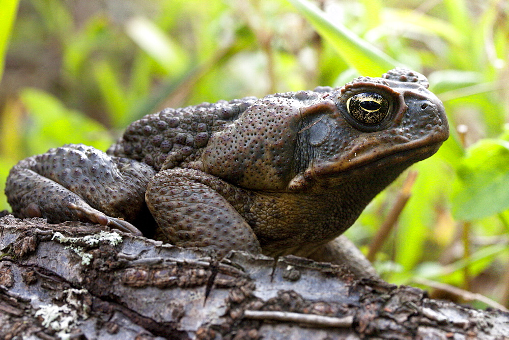 Adult cane toad (Bufo marinus) on fallen log with prominent parotoid gland visible, Hopkins Creek, New South Wales, Australia, Pacific