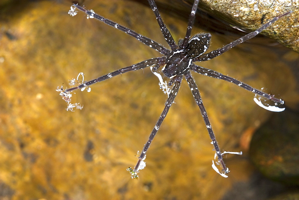 Female giant water spider (Megadolomedes australianus) on water surface, Couchy Creek Nature Reserve, New South Wales, Australia, Pacific