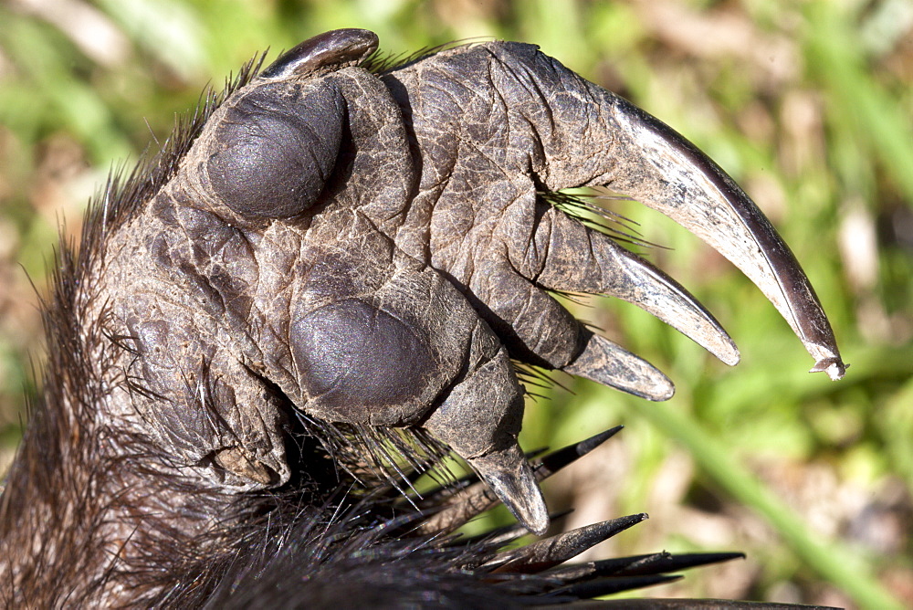 Rear foot detail of short-beaked echidna (Tachyglossus aculeatus), Tyalgum, New South Wales, Australia, Pacific