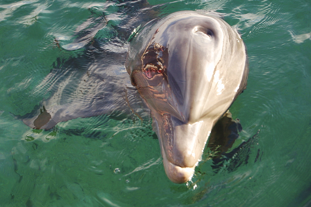 Bottlenose dolphin (Tursiops truncatus) in a sea pen. Red Sea. Captive