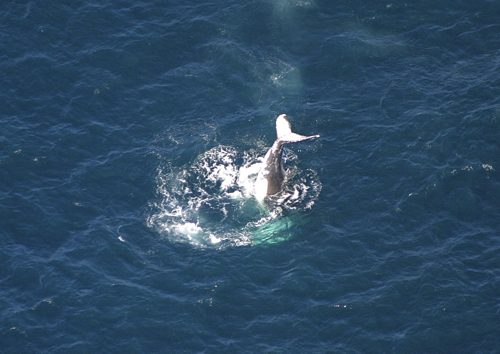 Aerial view of Humpback Whale (Megaptera novaeangliae) tail slapping. Gulf of Maine, USA   (rr)