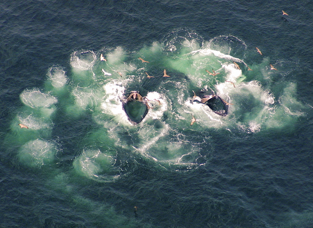 Humpback Whales  (Megaptera novaeangliae). Aerial view of adults co-operatively bubble-net feeding. Gulf of Maine, USA   (rr)