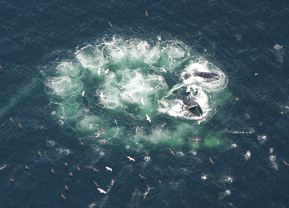 Humpback Whales  (Megaptera novaeangliae). Aerial view of adults co-operatively bubble-net feeding. Gulf of Maine, USA    (rr)