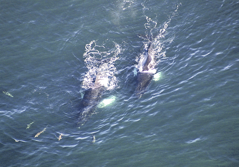 Aerial view of Humpback Whales (Megaptera novaeangliae). Gulf of Maine, USA    (rr)