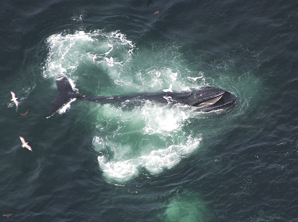 Aerial view of Humpback Whale (Megaptera novaeangliae). Gulf of Maine, USA    (rr)