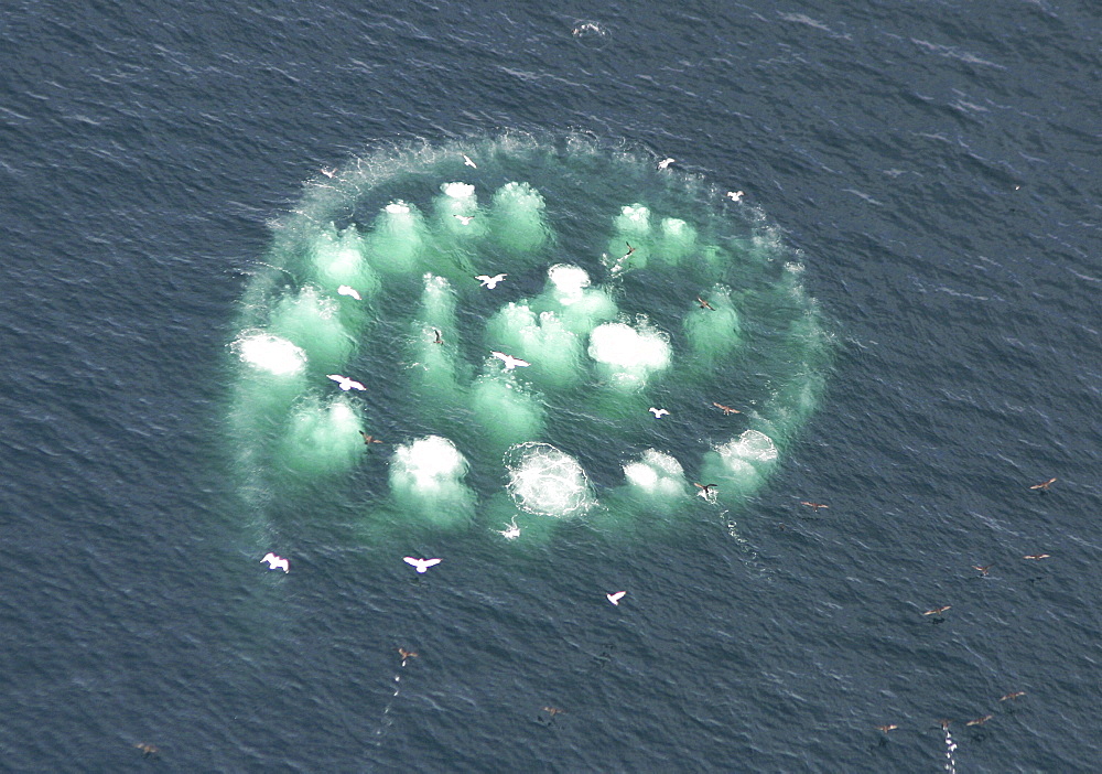 Humpback Whales (Megaptera novaeangliae). Aerial view of adults co-operatively bubble-net feeding. Gulf of Maine, USA    (rr)