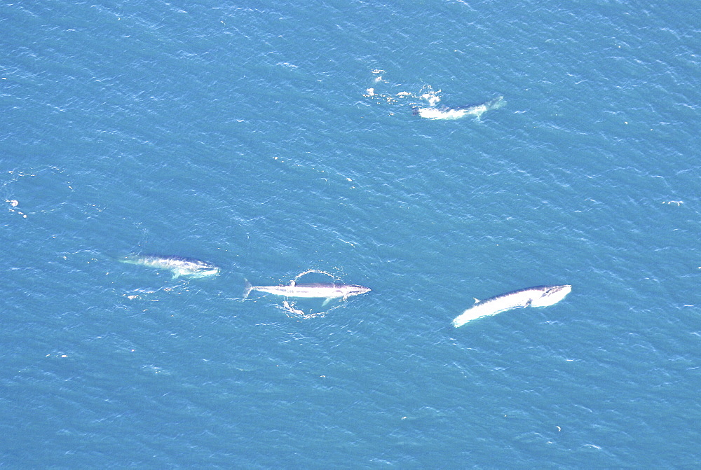 Aerial view of Sei whales (Balaenoptera borealis) surfacing. Gulf of Maine, USA    (rr)