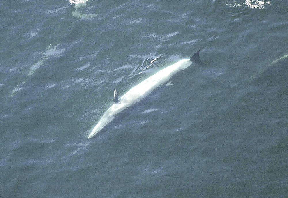 Aerial view of Sei whale (Balaenoptera borealis) surfacing. Gulf of Maine, USA   (rr)