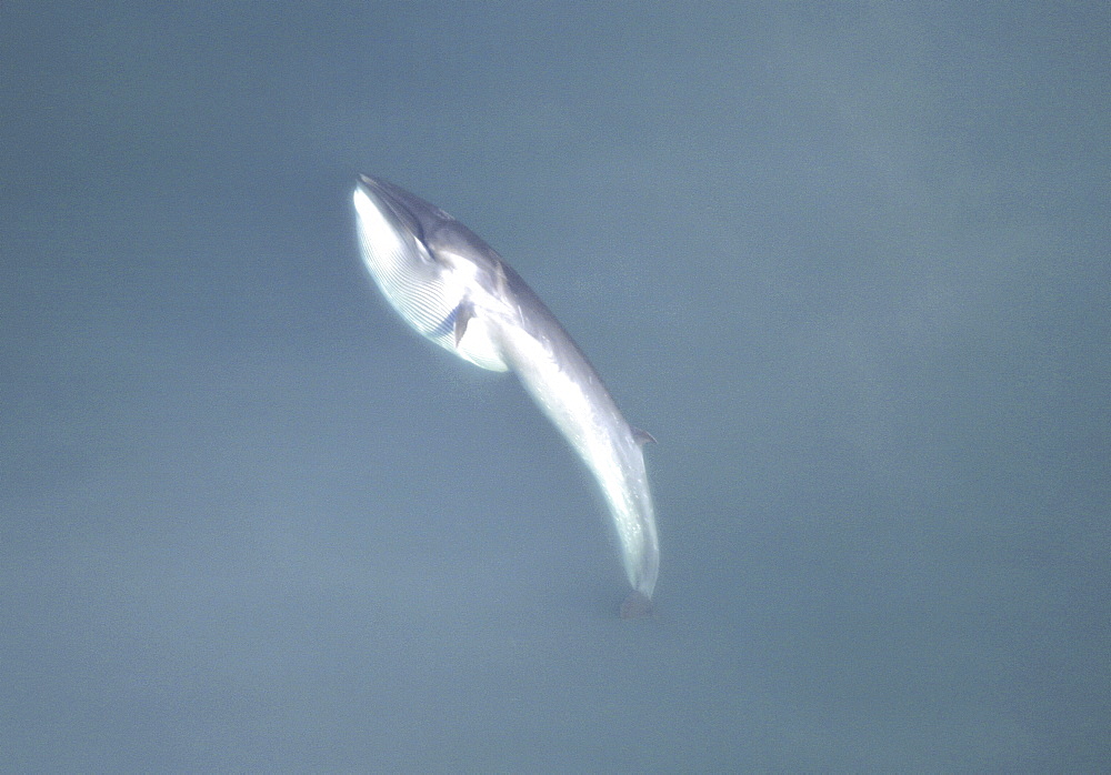 Aerial view of Sei whale (Balaenoptera borealis) surfacing. Gulf of Maine, USA   (rr)