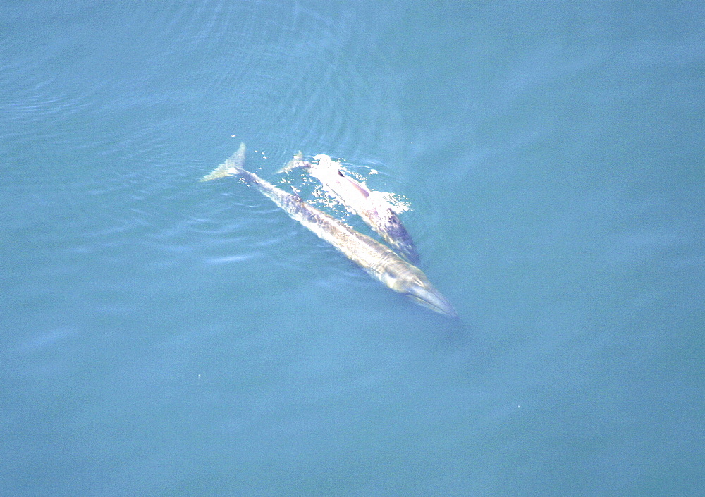 Aerial view of Sei whale (Balaenoptera borealis) with calf. Gulf of Maine, USA   (rr)