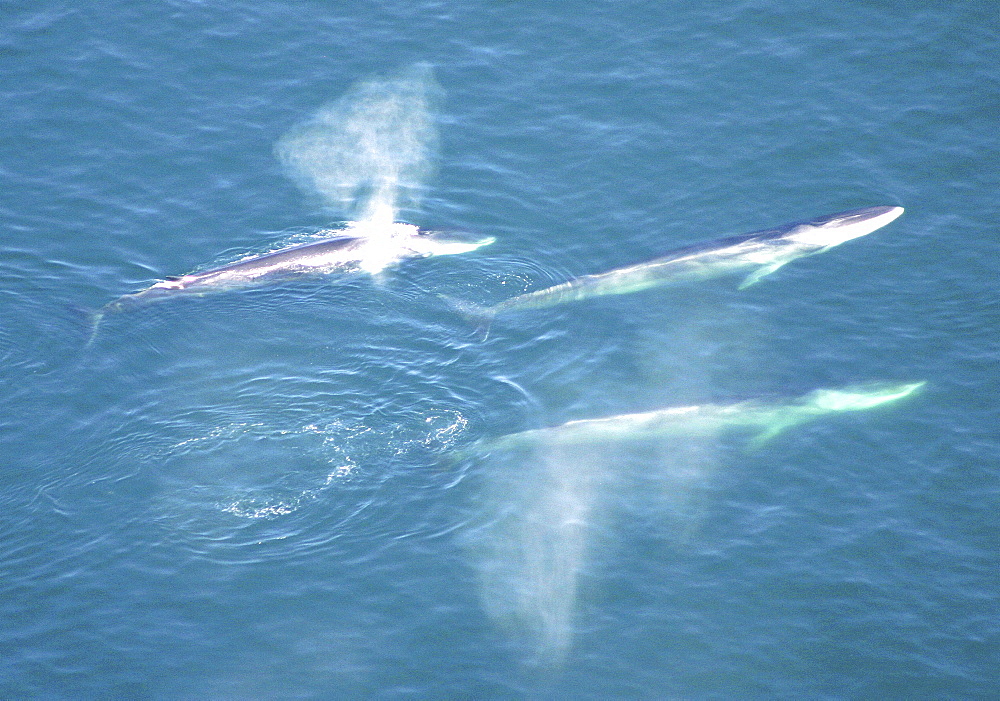 Aerial view of Fin whales (Balaenoptera physalus) surfacing. Gulf of Maine, USA    (rr)