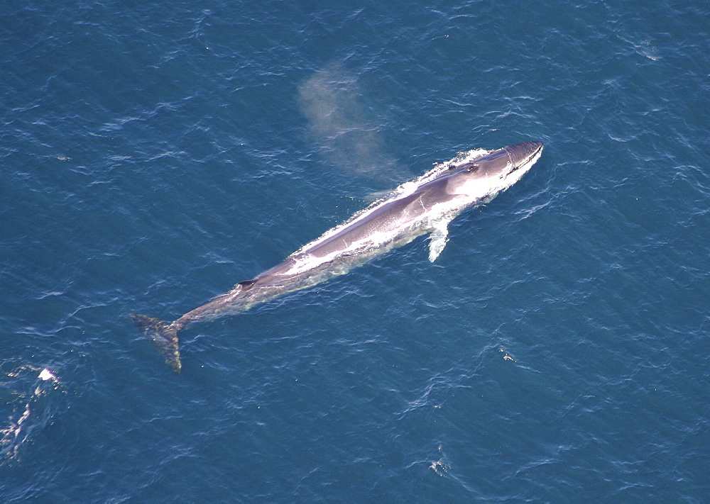 Aerial view of Fin whale (Balaenoptera physalus) surfacing. Gulf of Maine, USA    (rr)