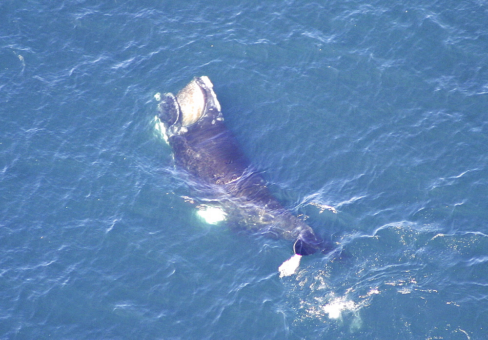 Aerial view of Northern right whale (Balaena glacialis glacialis) surfacing. Gulf of Maine, USA.   (rr)