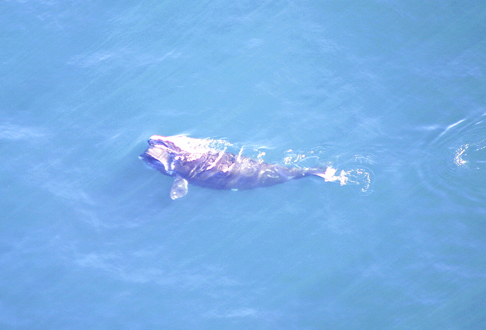 Aerial view of Northern right whale (Balaena glacialis glacialis) surfacing. Gulf of Maine, USA.   (rr)