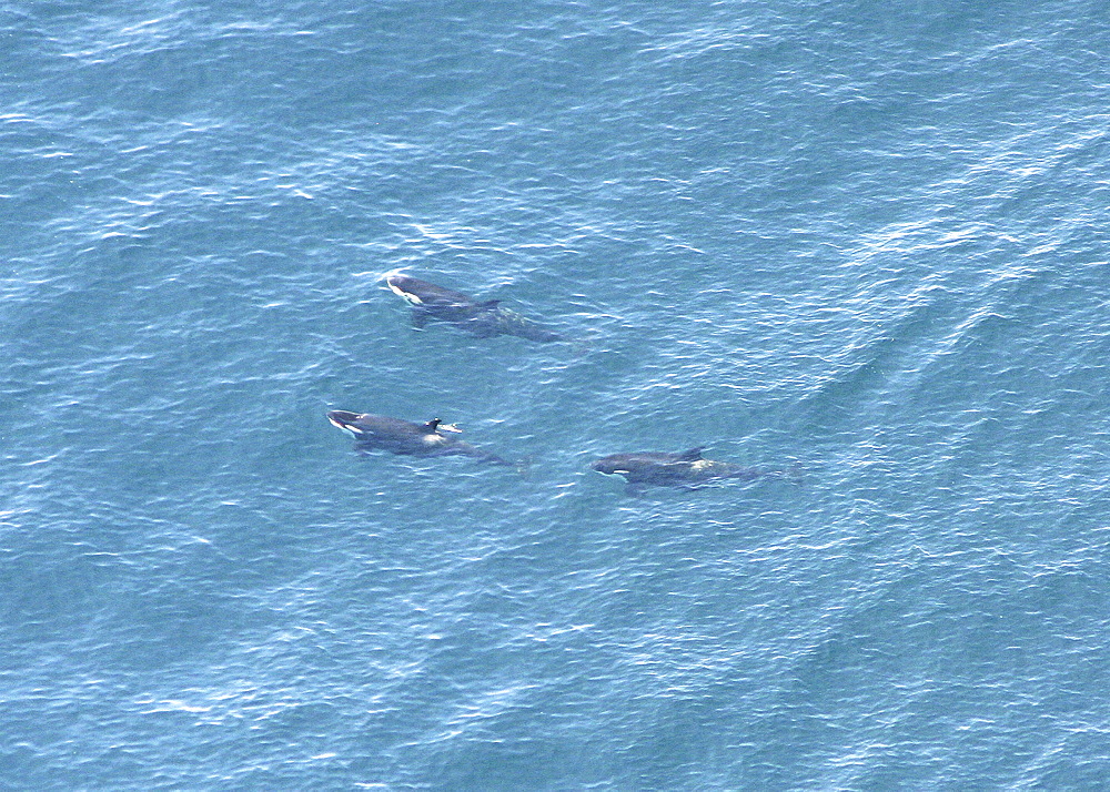 Aerial view of a pod of Killer whales (Orcinus orca). Gulf of Maine, USA    (rr)