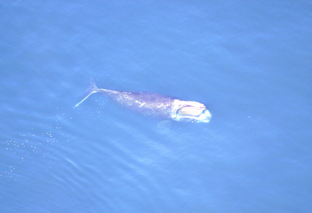 Aerial view of Northern right whale (Balaena glacialis glacialis) surfacing. Gulf of Maine, USA.   (rr)