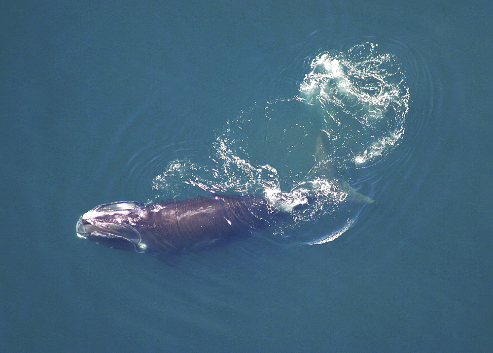 Aerial view of Northern right whale (Balaena glacialis glacialis) surfacing. Gulf of Maine, USA.   (rr)