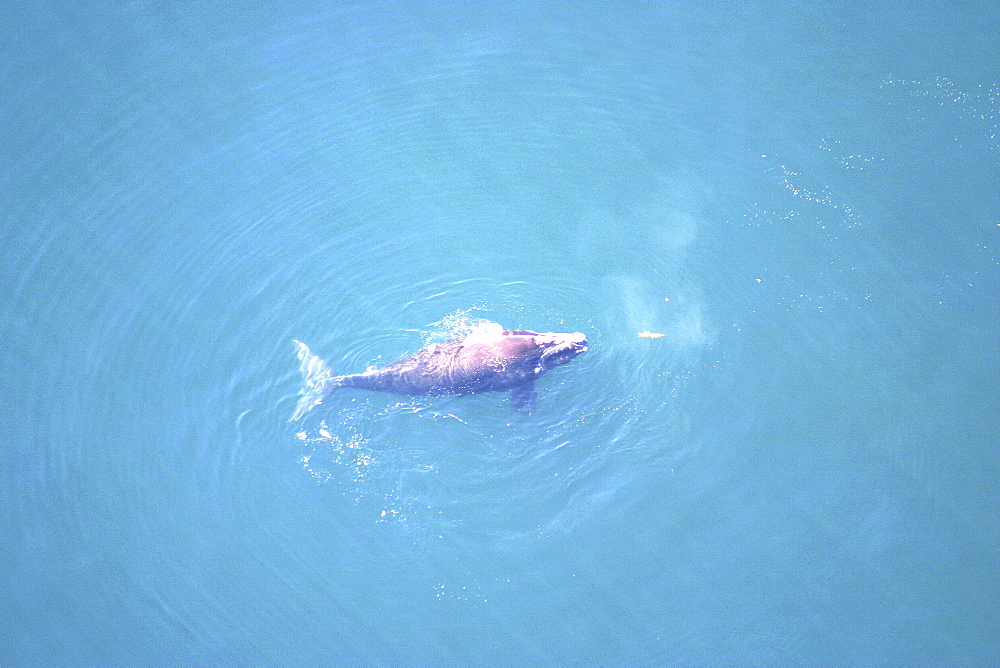 Aerial view of Northern right whale (Balaena glacialis glacialis) surfacing. Gulf of Maine, USA.   (rr)