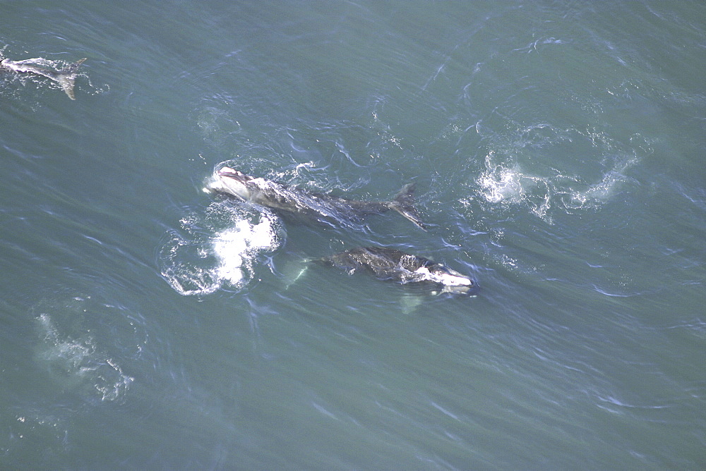 Aerial view of Northern right whales (Balaena glacialis glacialis) in courtship. Gulf of Maine, USA.   (rr)