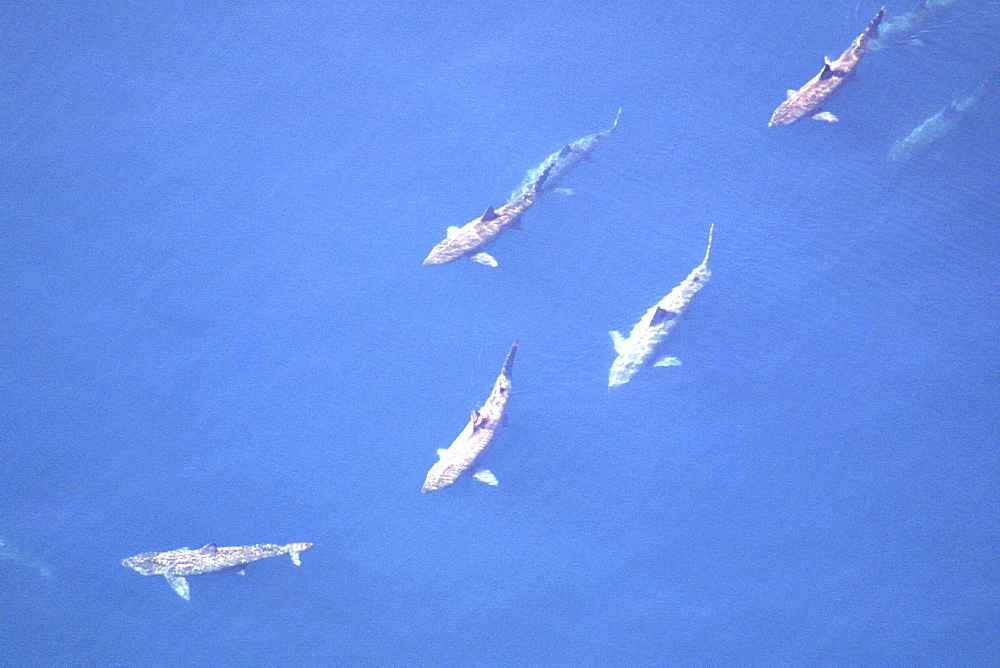 Aerial view of Basking Sharks (Cetorhinus Maximus). Gulf of Maine, USA    (rr)