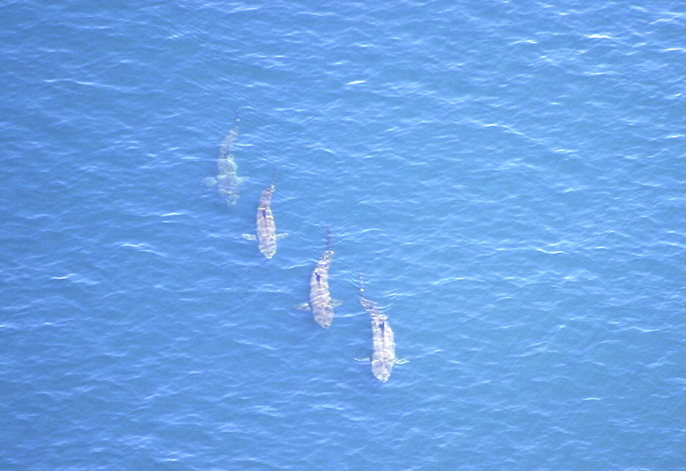 Aerial view of Basking Sharks (Cetorhinus Maximus). Gulf of Maine, USA    (rr)