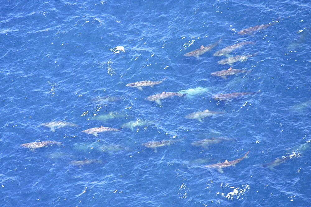 Aerial view of Basking Sharks (Cetorhinus Maximus). Gulf of Maine, USA    (rr)