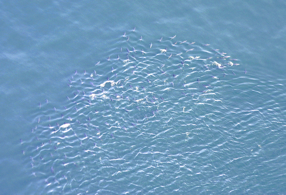 Aerial view of Tuna fish. Gulf of Maine, USA    (rr)