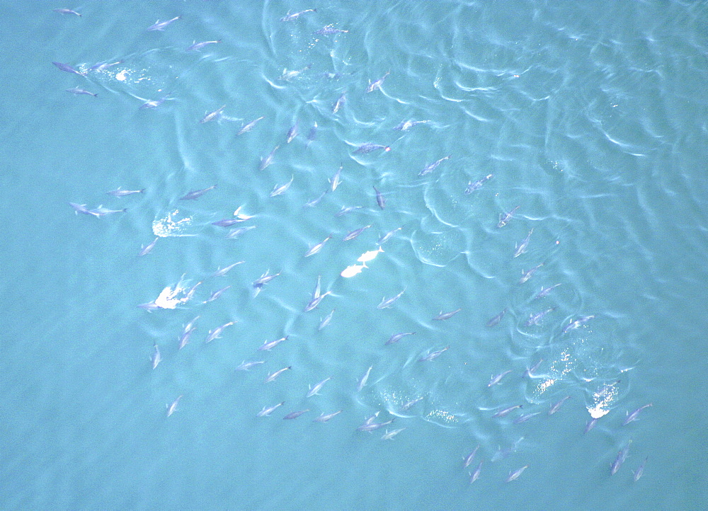 Aerial view of Tuna fish. Gulf of Maine, USA    (rr)