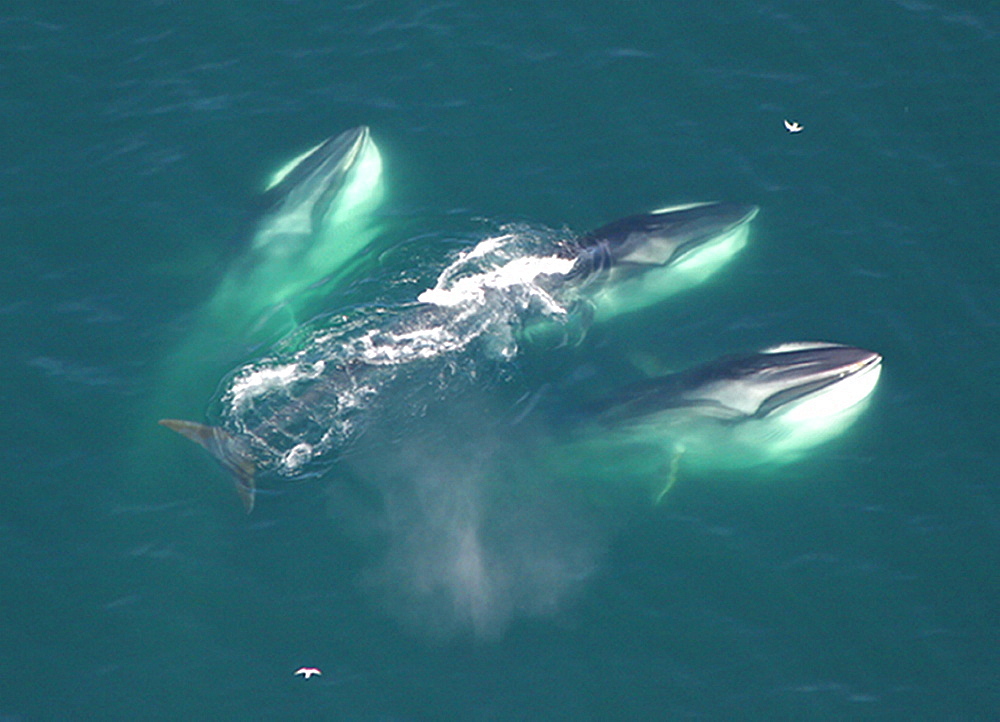 Three Finback whales. Gulf of Maine, USA  (rr)