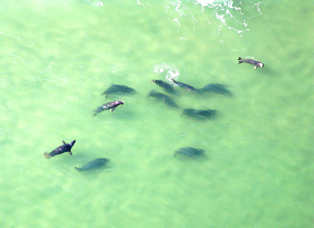 Aerial of Atlantic Grey Seals. Gulf of Maine, USA   (rr)