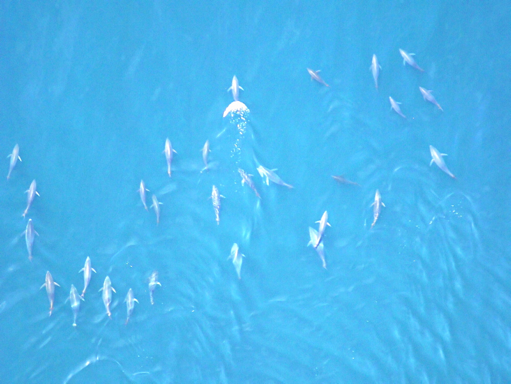 Aerial shot of Tuna. Gulf of Maine, USA   (rr)