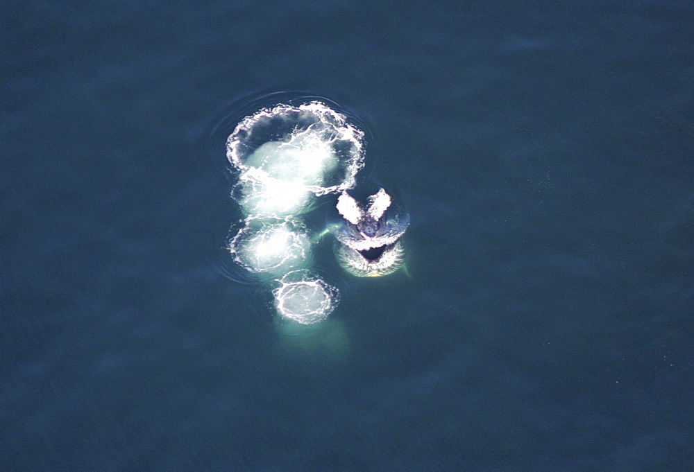 Humpback Whales  (Megaptera novaeangliae) Aerial view of adults co-operatively bubble-net feeding. Gulf of Maine, USA    (rr)