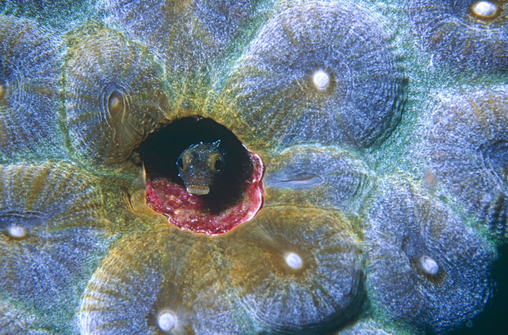 Sectretary Blennie peeping out of coral with mouth open. Bonaire.