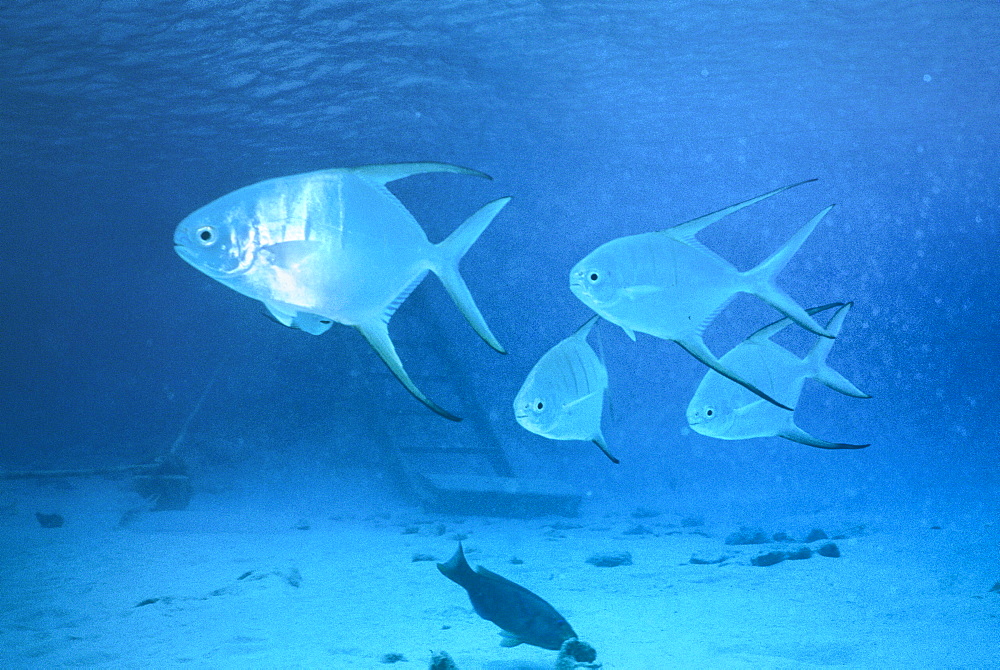 Small group of fish swimming over sandy sea bed. Bonaire.   (RR)