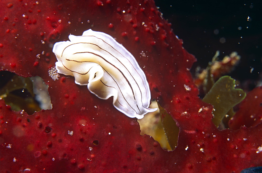 Candy striped flat worm (Prosthecereus vittatus) feeding off red kelp. UK.