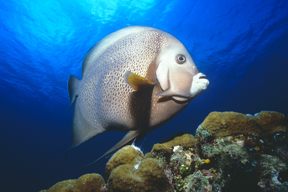 Grey Angel fish swimming over reef. Cayman Islands.