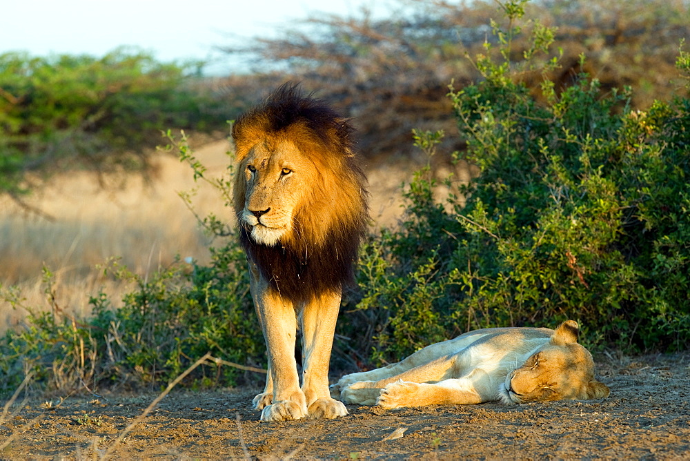 African Lions (Panthera Leo) wild adult female and male. Phinda Reserve, South Africa.