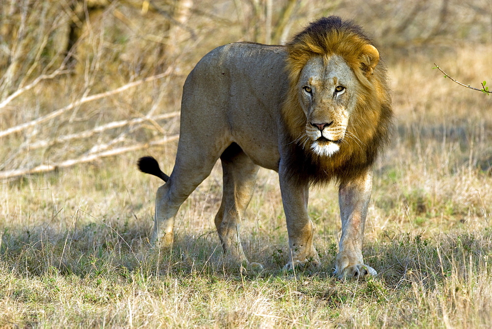 African Lion (Panthera Leo) wild adult male. Phinda Reserve, South Africa.