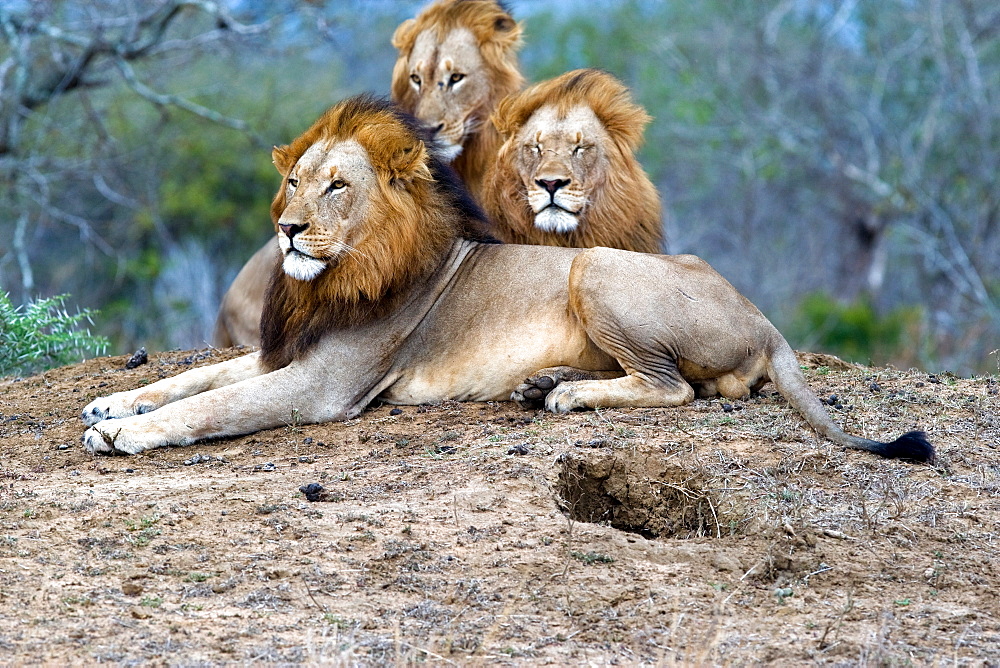 African Lions (Panthera Leo) wild adult males. Phinda Reserve, South Africa.