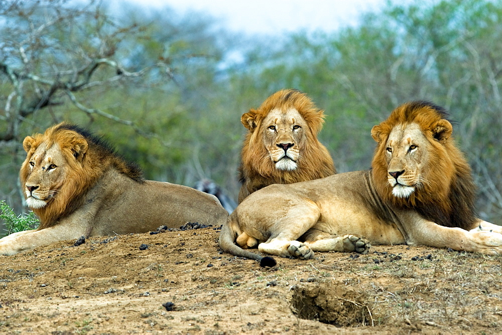 African Lions (Panthera Leo) wild adult males. Phinda Reserve, South Africa.